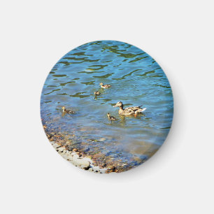 Family of Ducks Magnet