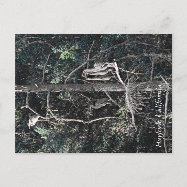 Family of Herons... Postcard (Front)