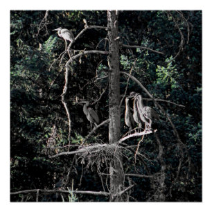 Family of Herons... Poster
