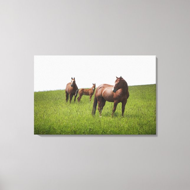 Family of horse in field canvas print (Front)
