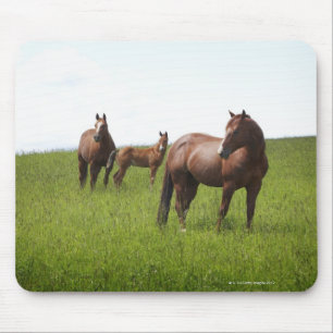 Family of horse in field mouse mat