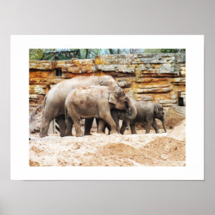Family of Indian elephants Poster