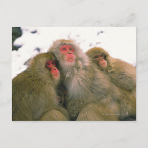 Family of Japanese macaque, Jigokudani, Postcard
