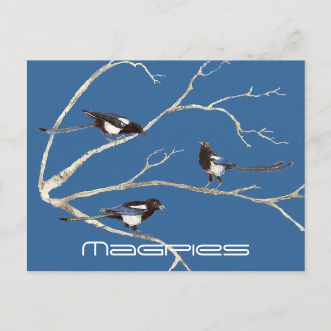 Family of Magpies, Birds, Nature, Wildlife Postcard (Front)
