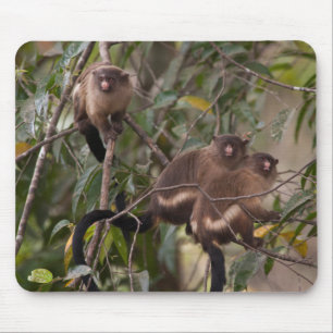 Family of Marmoset Monkeys Mouse Mat