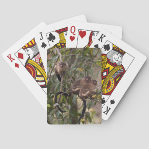Family of Marmoset Monkeys Playing Cards