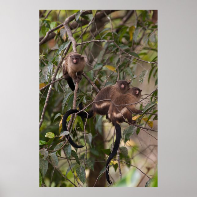 Family of Marmoset Monkeys Poster (Front)