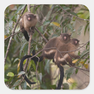 Family of Marmoset Monkeys Square Sticker