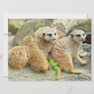 Family of Meerkats - invitation