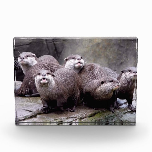 Family of Otters Photo Block (Front)