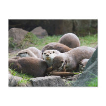 Family of otters postcard