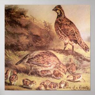 Family of Quail Poster