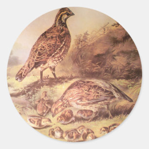Family of Quail Sticker