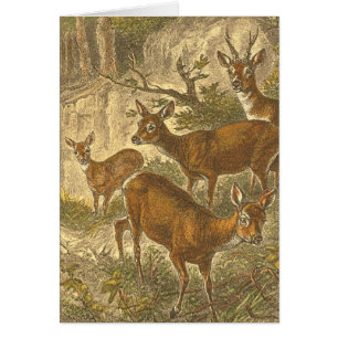 Family of Roe - Deers in a Forest