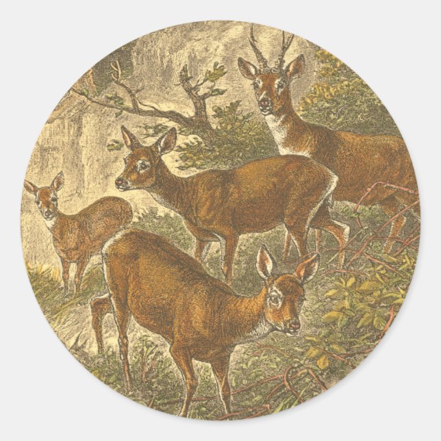 Family of Roe - Deers in a Forest Classic Round Sticker (Front)