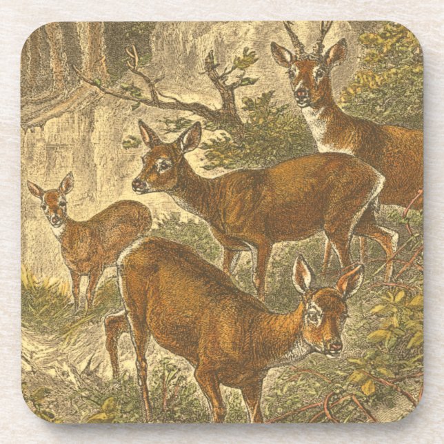 Family of Roe - Deers in a Forest Coaster (Front)