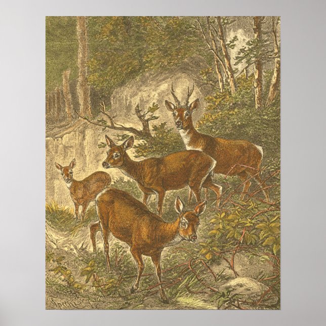 Family of Roe - Deers in a Forest Poster (Front)