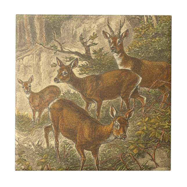 Family of Roe - Deers in a Forest Tile (Front)