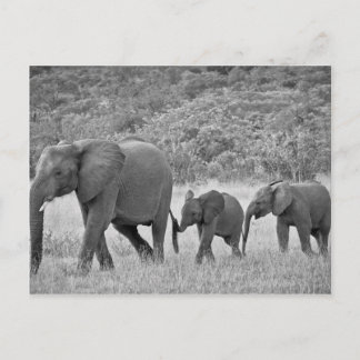 Family of South African elephants Postcard