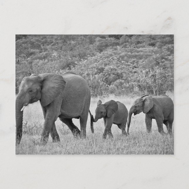 Family of South African elephants Postcard (Front)