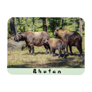 Family of Takin, national animal of Bhutan, Asia Magnet
