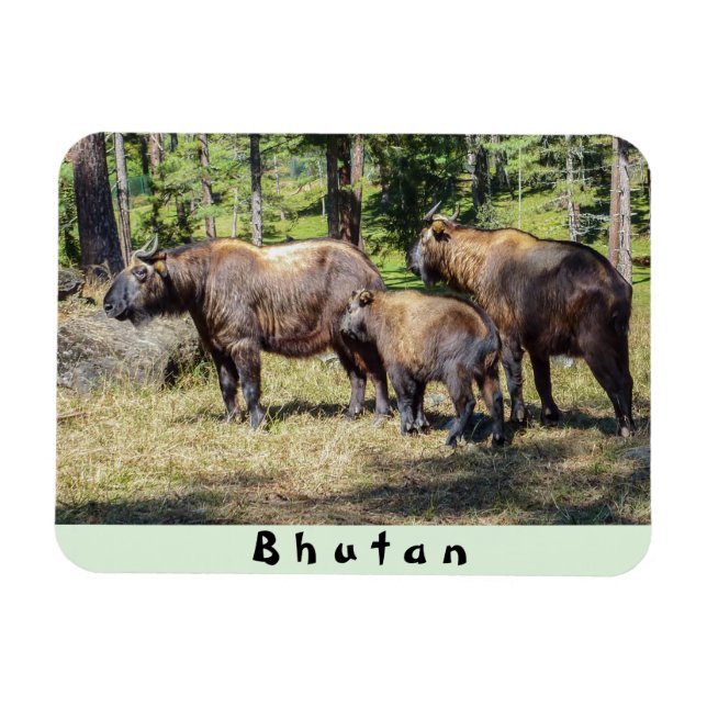 Family of Takin, national animal of Bhutan, Asia Magnet (Horizontal)