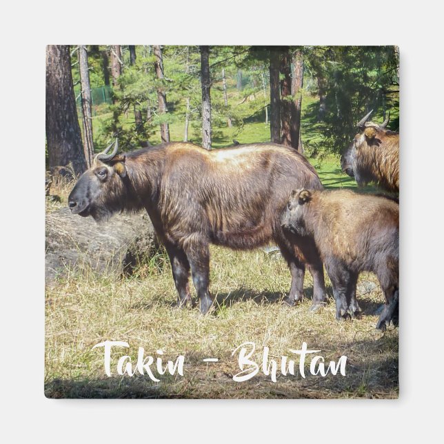 Family of Takin, national animal of Bhutan, Asia Magnet (Front)