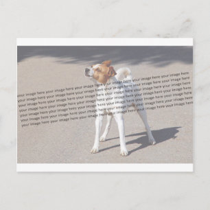 Family Pet Photo Postcard