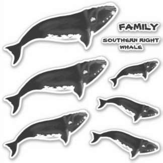 FAMILY SOUTHERN RIGHT WHALE