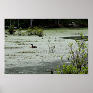 Family Swim at Oxbow Poster