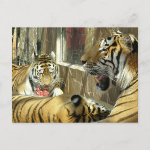 Family that dines tigers in the zoo meat postcard