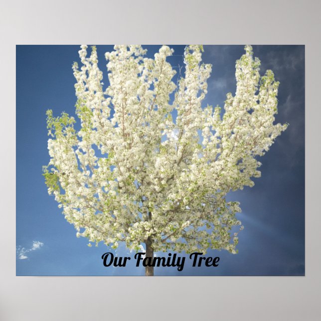 Family Tree White Blossoming Tree Photo | Blue Sky Poster (Front)