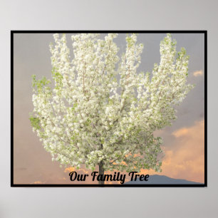 Family Tree White Blossoms Tree Photo   Sunset Poster