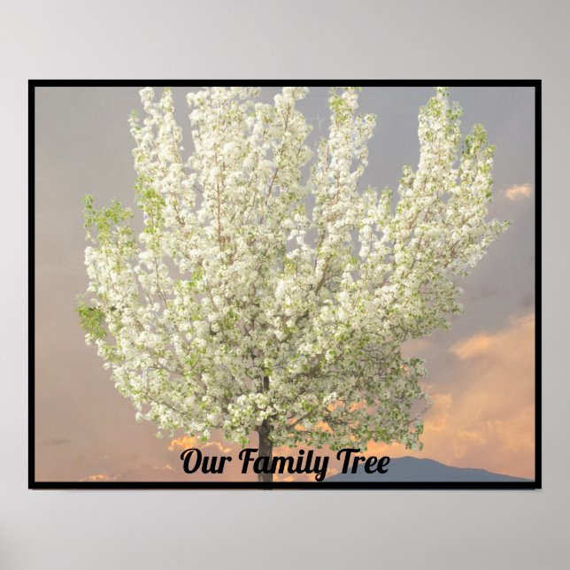 Family Tree White Blossoms Tree Photo | Sunset Poster (Front)