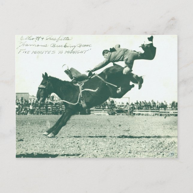 Famous Bucking Bronc Five Minutes Postcard (Front)