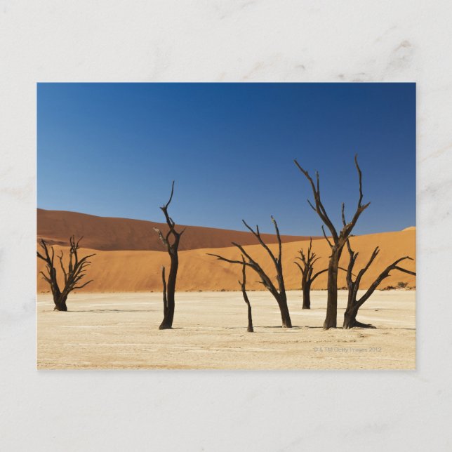 famous Deadvlei with dead trees, desert 3 Postcard (Front)