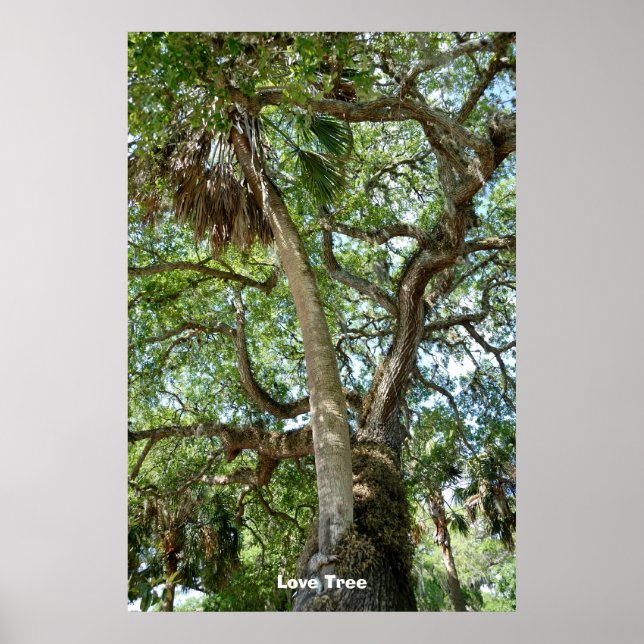 Famous Love Tree St. Augustine Fl Poster (Front)