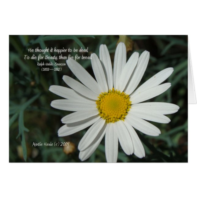Famous Words: Beauty - White Daisy Card Series (8) (Front Horizontal)
