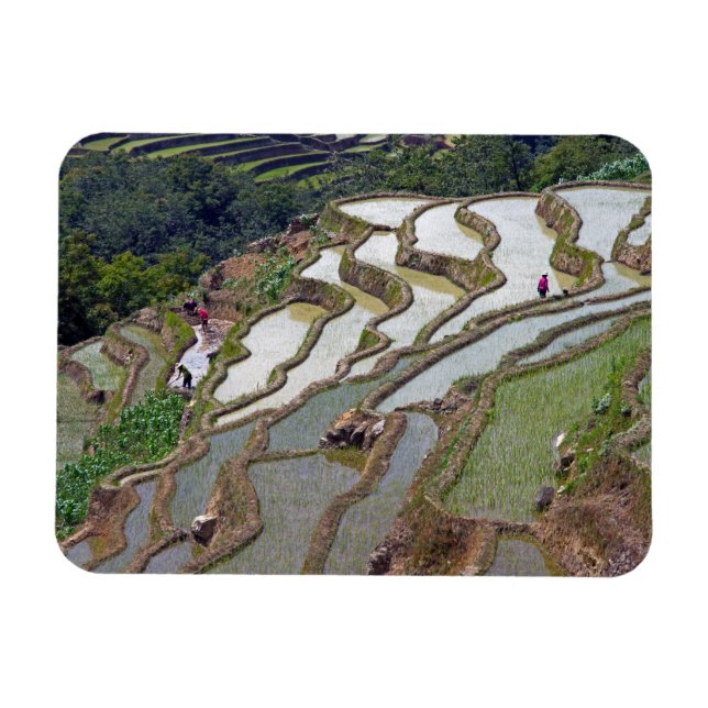 Famous yuanyang Rice Terraces - Yunnan, China Magnet (Horizontal)