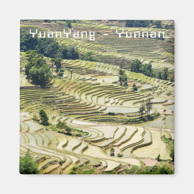 Famous yuanyang Rice Terraces - Yunnan, China Magnet (Front)