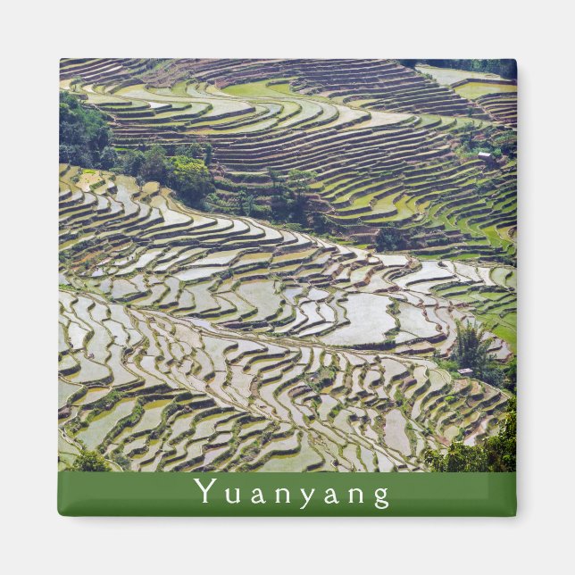 Famous yuanyang Rice Terraces - Yunnan, China Magnet (Front)