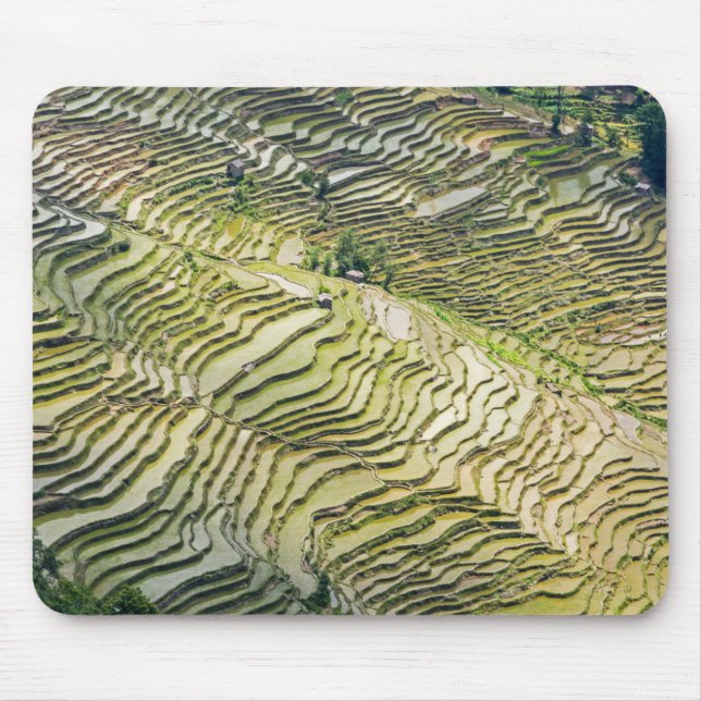 Famous yuanyang Rice Terraces - Yunnan, China Mouse Mat (Front)