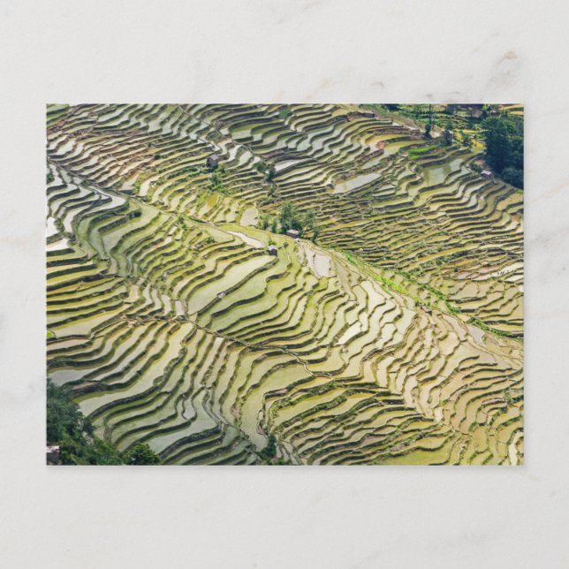 Famous yuanyang Rice Terraces - Yunnan, China Postcard (Front)