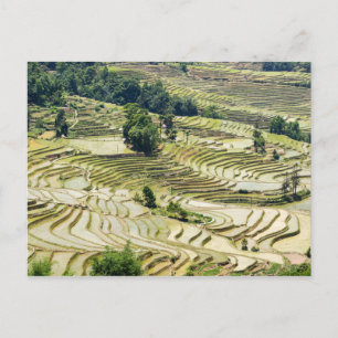 Famous yuanyang Rice Terraces - Yunnan, China Postcard