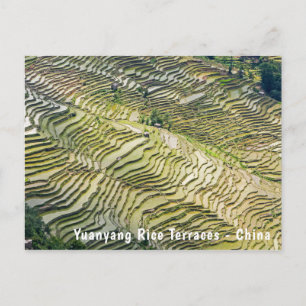 Famous yuanyang Rice Terraces - Yunnan, China Postcard