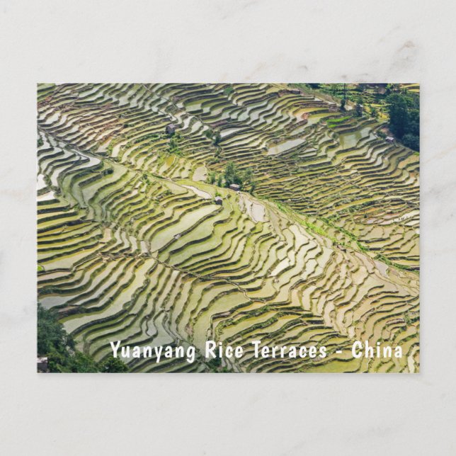 Famous yuanyang Rice Terraces - Yunnan, China Postcard (Front)