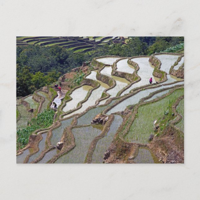 Famous yuanyang Rice Terraces - Yunnan, China Postcard (Front)