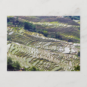 Famous yuanyang Rice Terraces - Yunnan, China Postcard