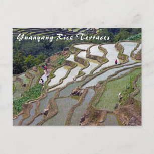 Famous yuanyang Rice Terraces - Yunnan, China Postcard