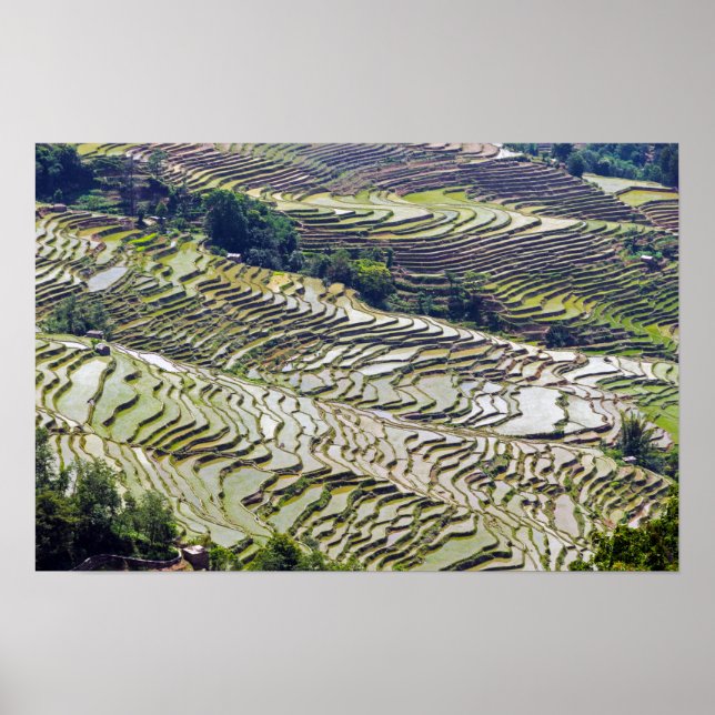 Famous yuanyang Rice Terraces - Yunnan, China Poster (Front)